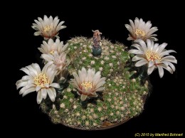 Gymnocalycium leptanthum 336